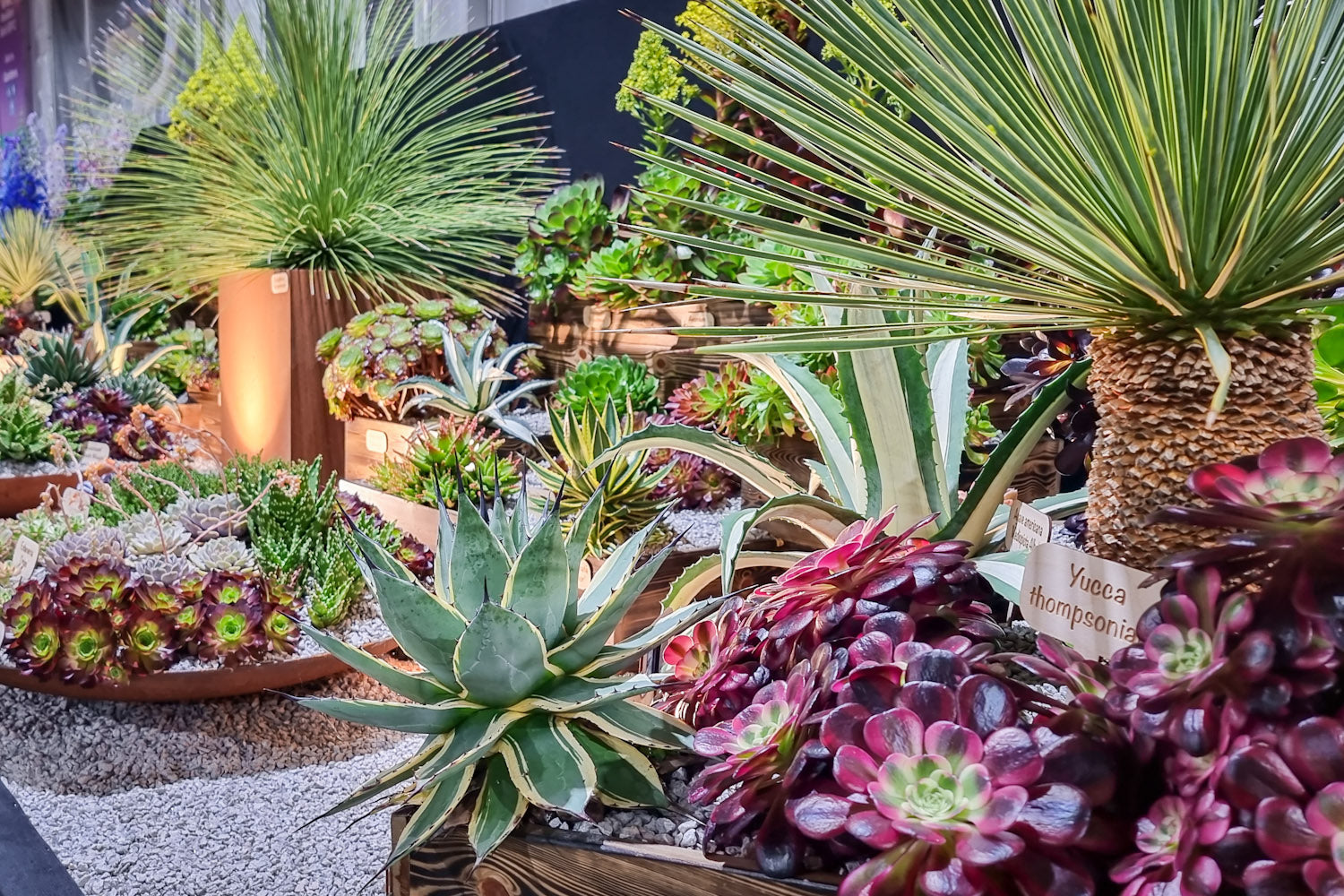 おまとめ中！39SALE！多肉植物^o^   ムラサキ 最高の見た目の多肉植物を育てる方法 – Surreal Succulents