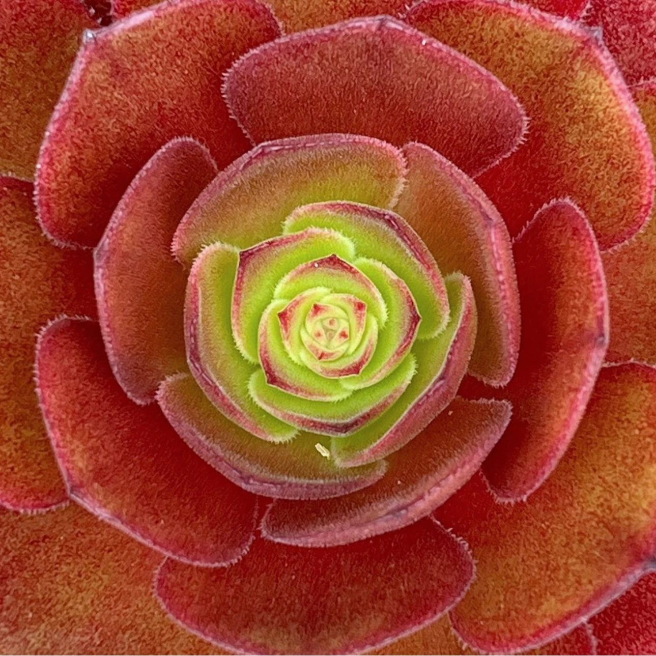Aeonium