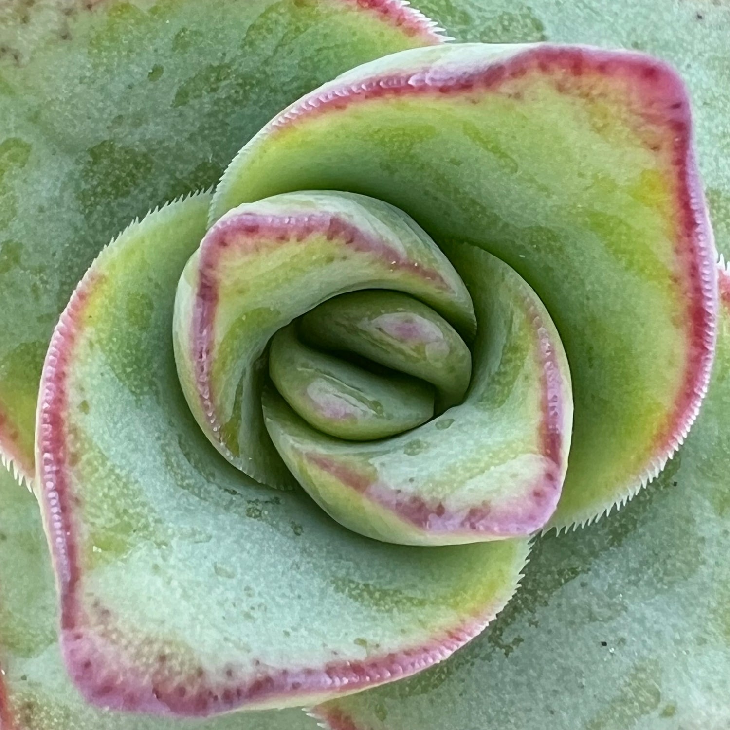 Crassula