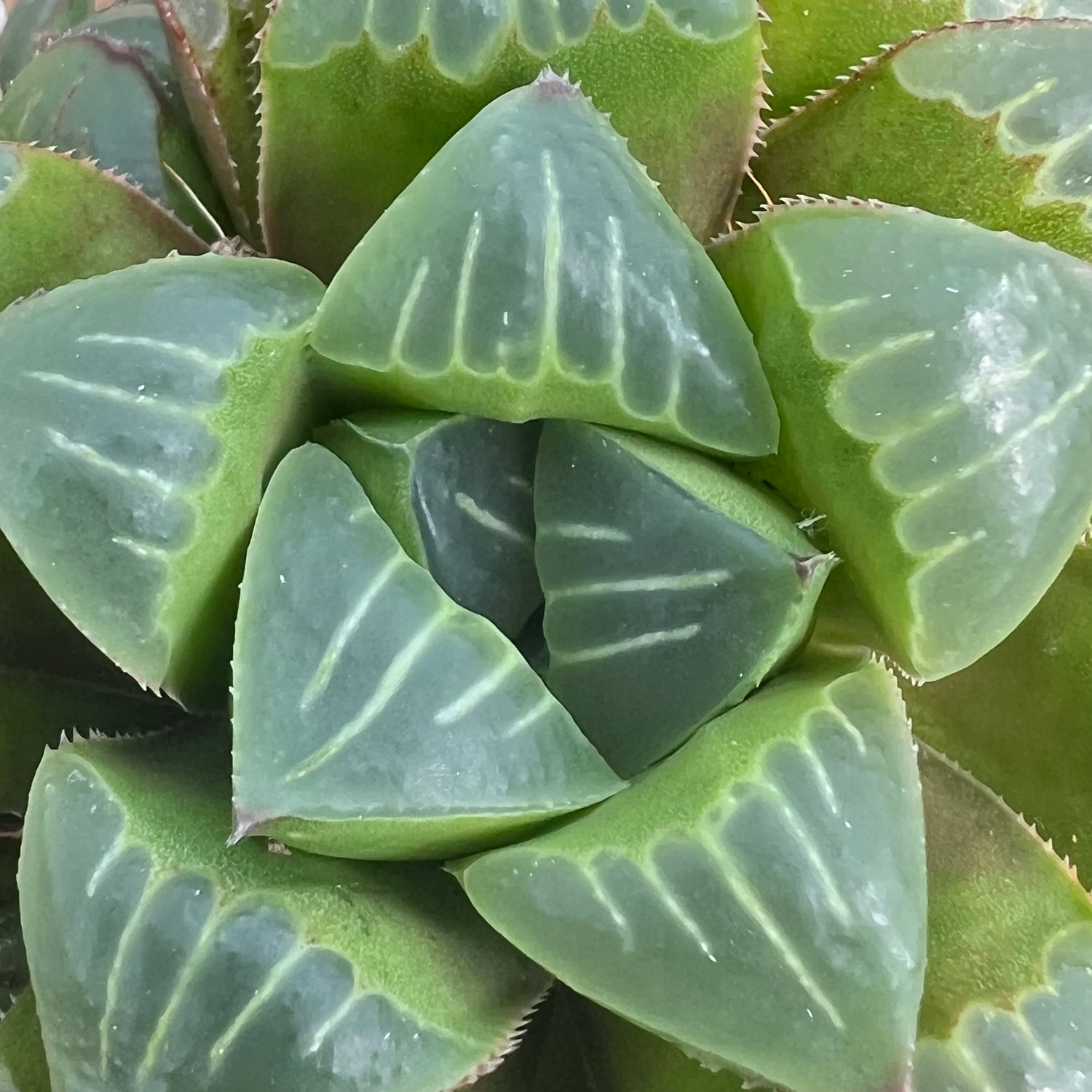 Haworthia
