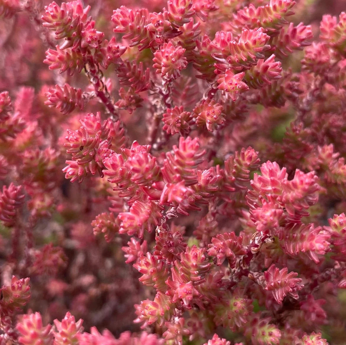 Sedum