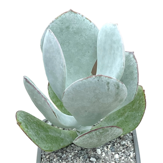 Cotyledon orbiculata