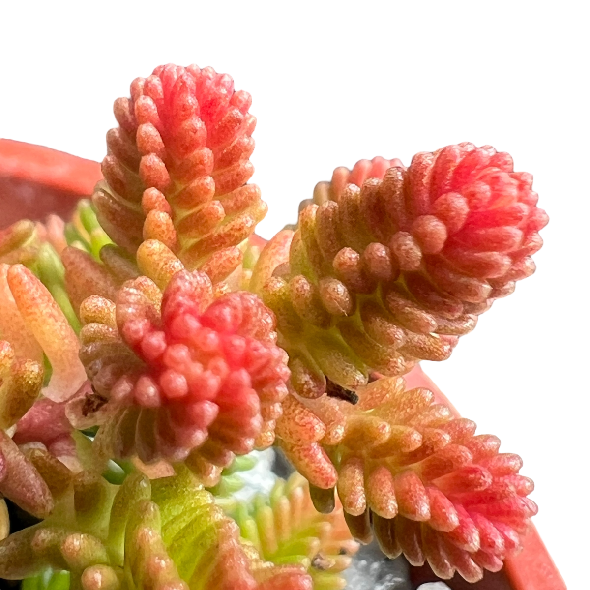 Sedum sexangulare