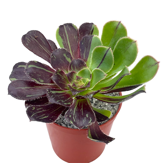 Aeonium 'Big Bang'