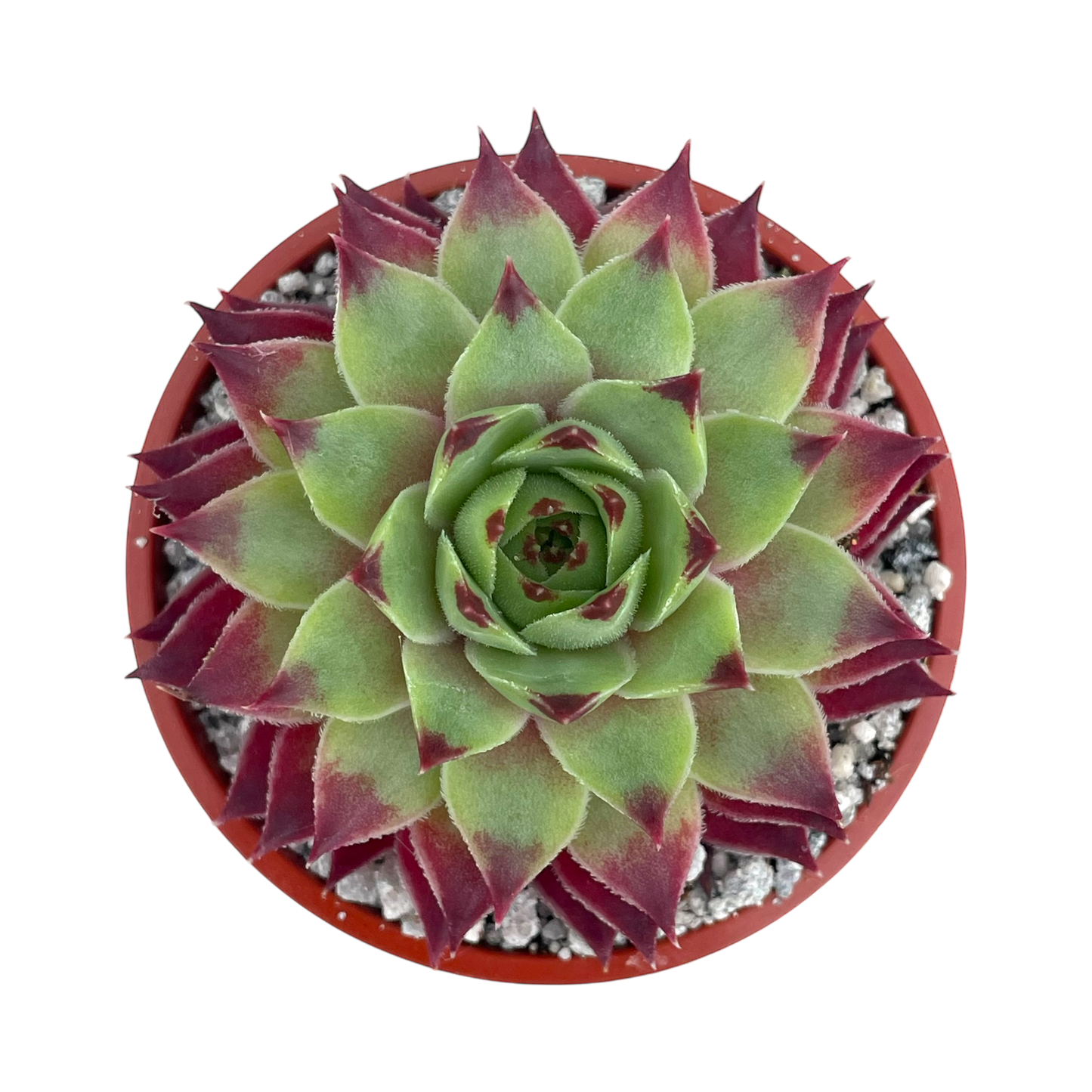 Sempervivum calcareum