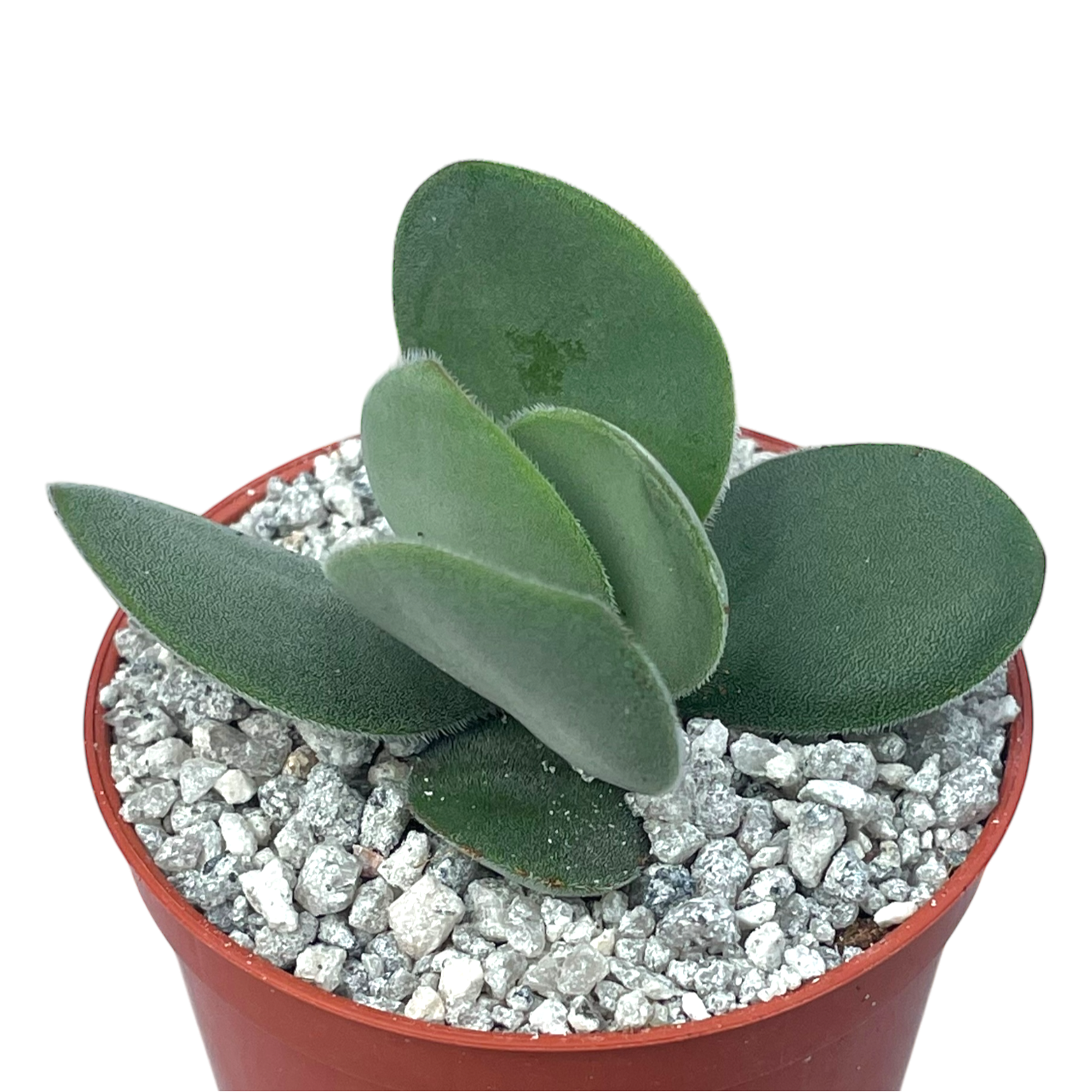 Crassula cotyledonis