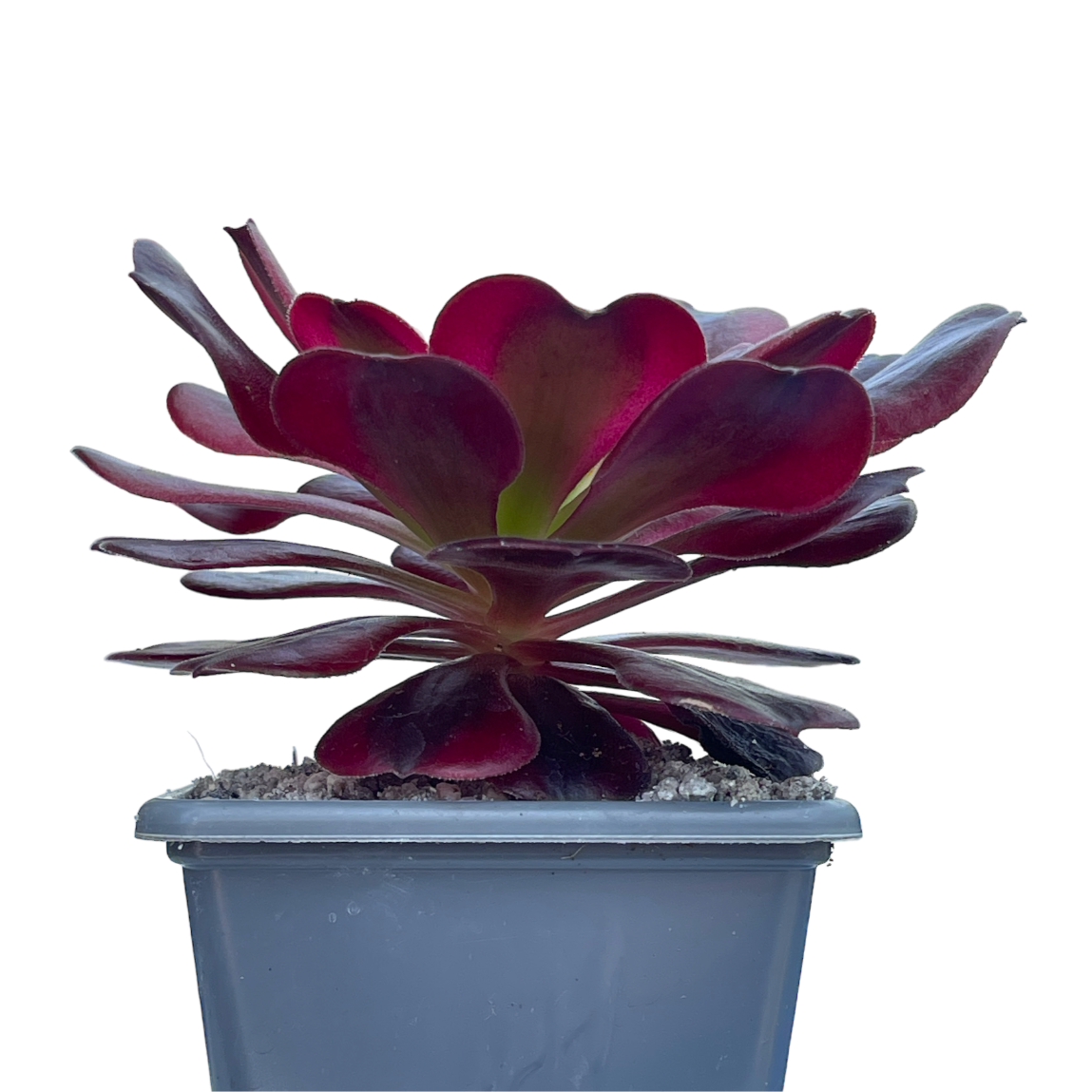 Aeonium 'Medusa'