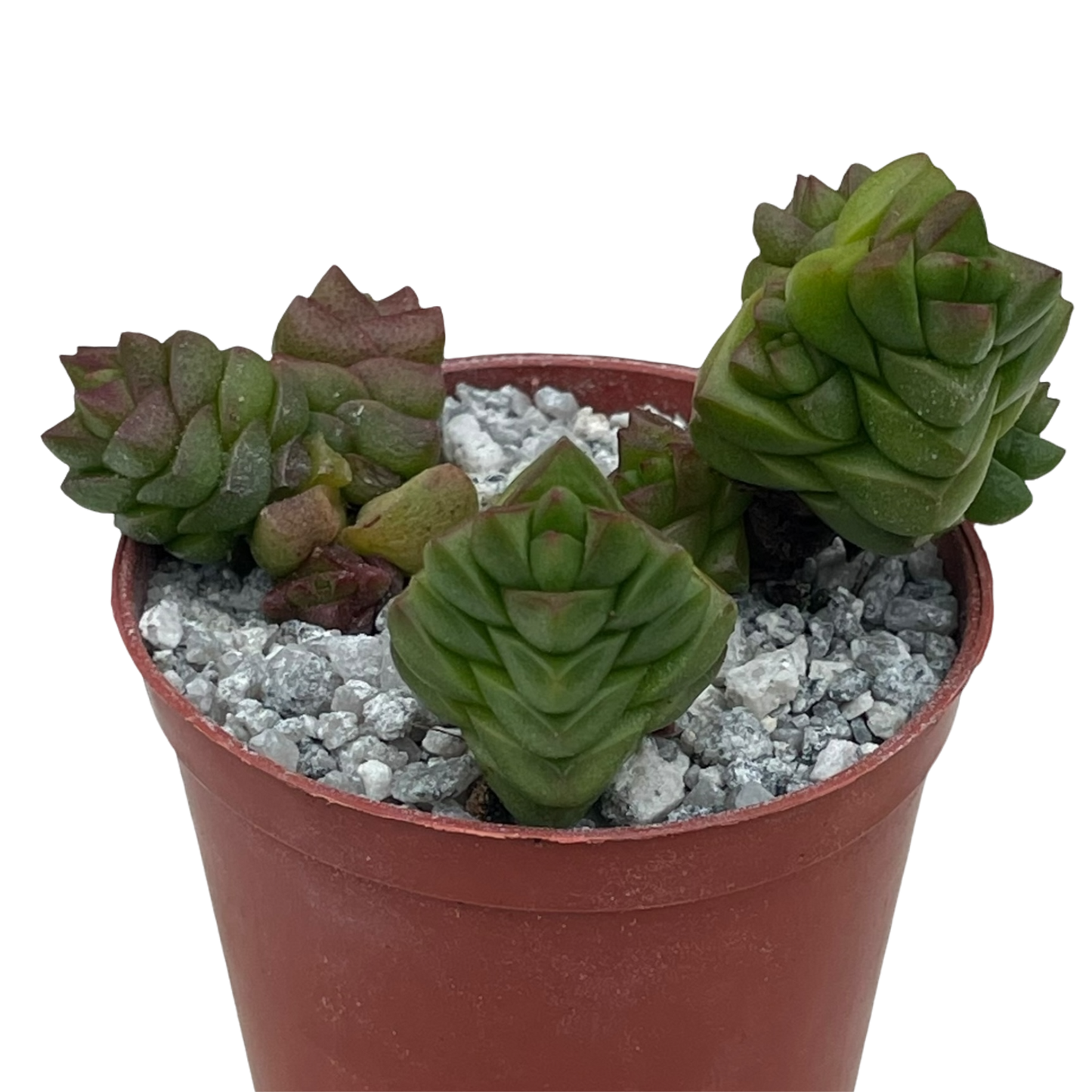 Crassula x marchandii