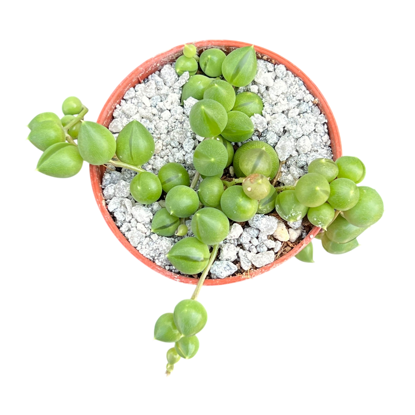 Curio rowleyanus (String of Pearls)