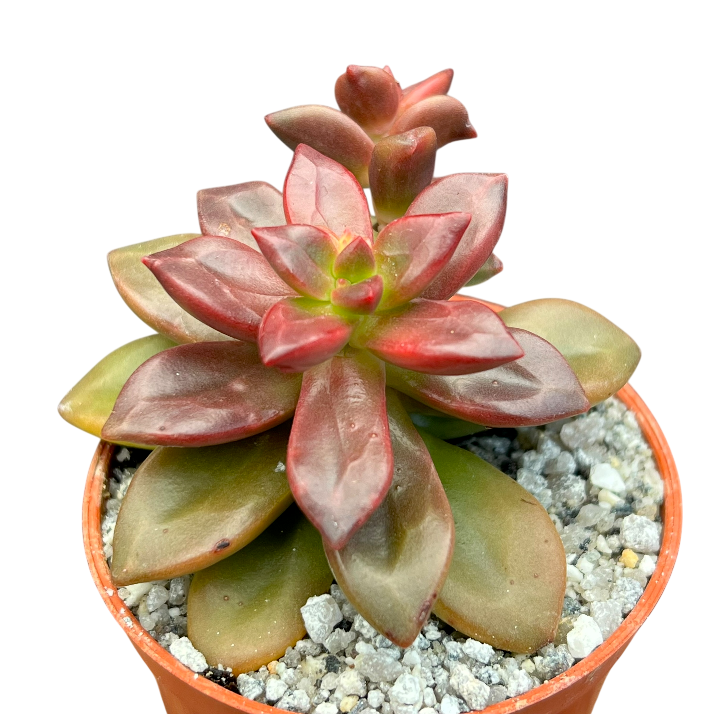 レア E.uhlii エケベリア ウーリー エケベリア コンプレッシカウリス – Surreal Succulents