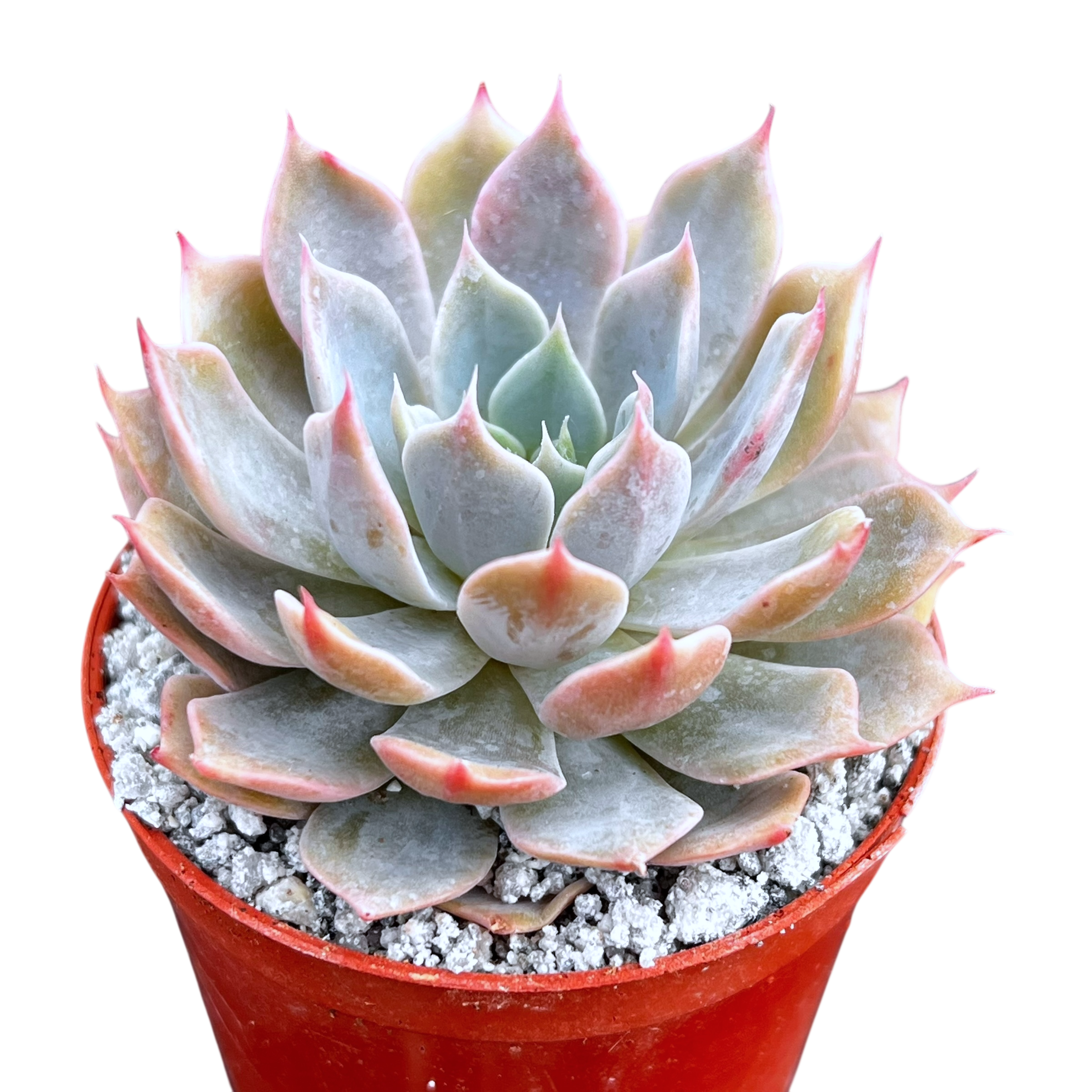 succulents starfield Echeveria 'Satellite' – Surreal Succulents