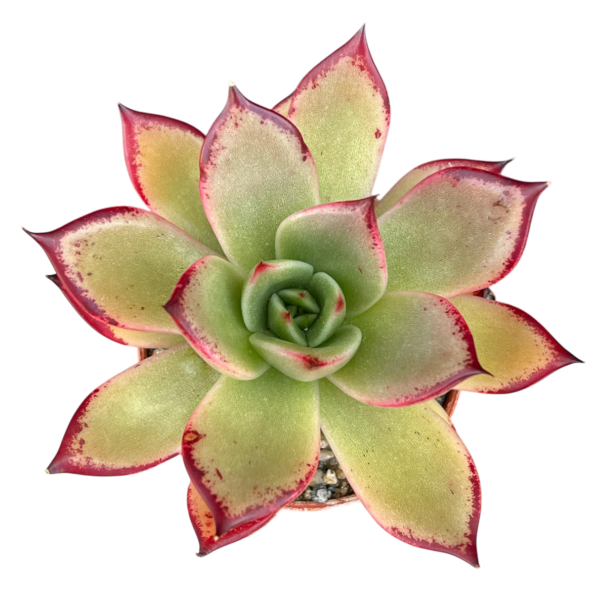 Echeveria agavoides 'Dragon's Tooth'