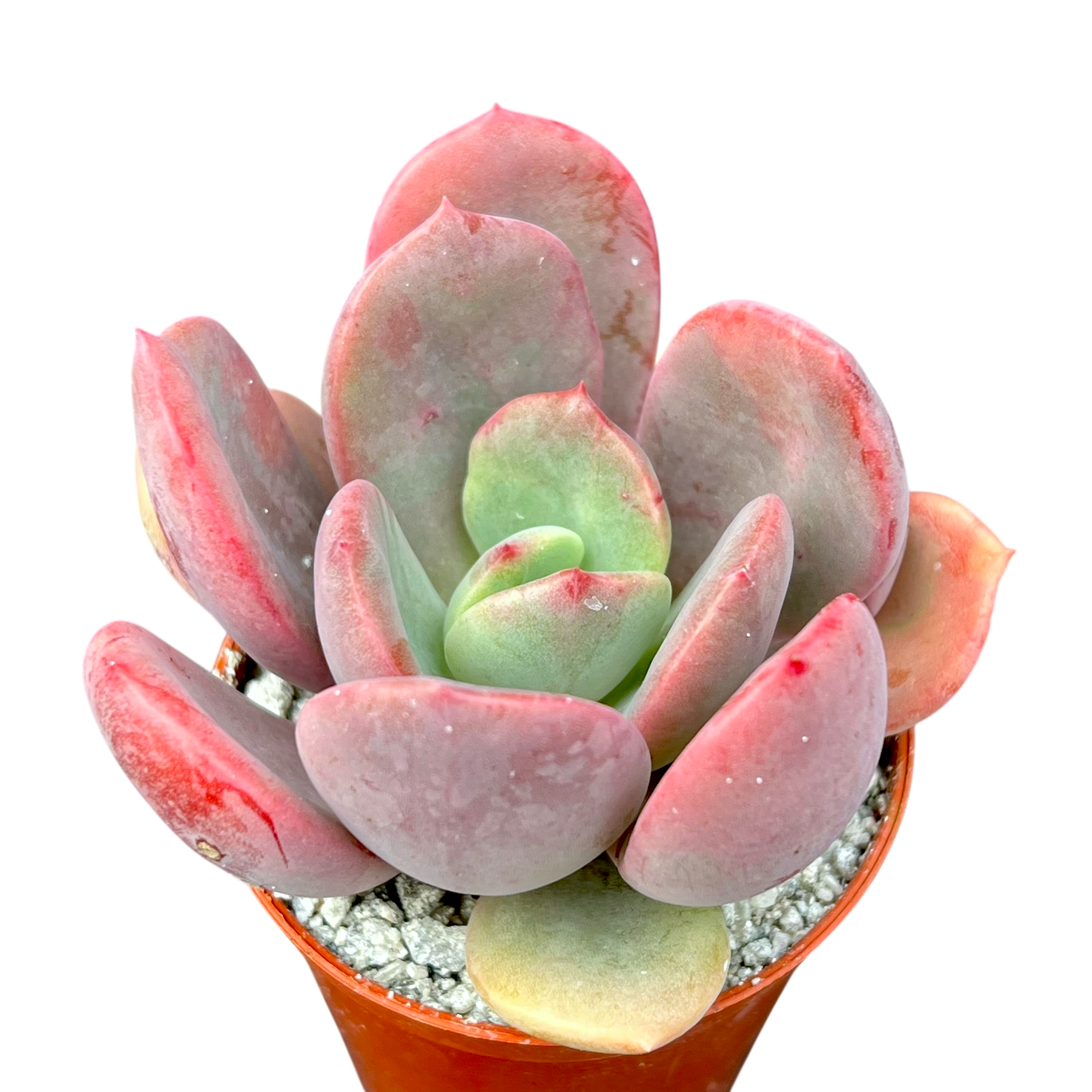 succulent 意思 Echeveria 'Venus' – Surreal Succulents