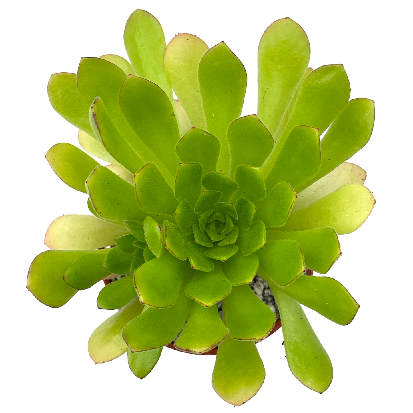 Aeonium 'Cupcake'