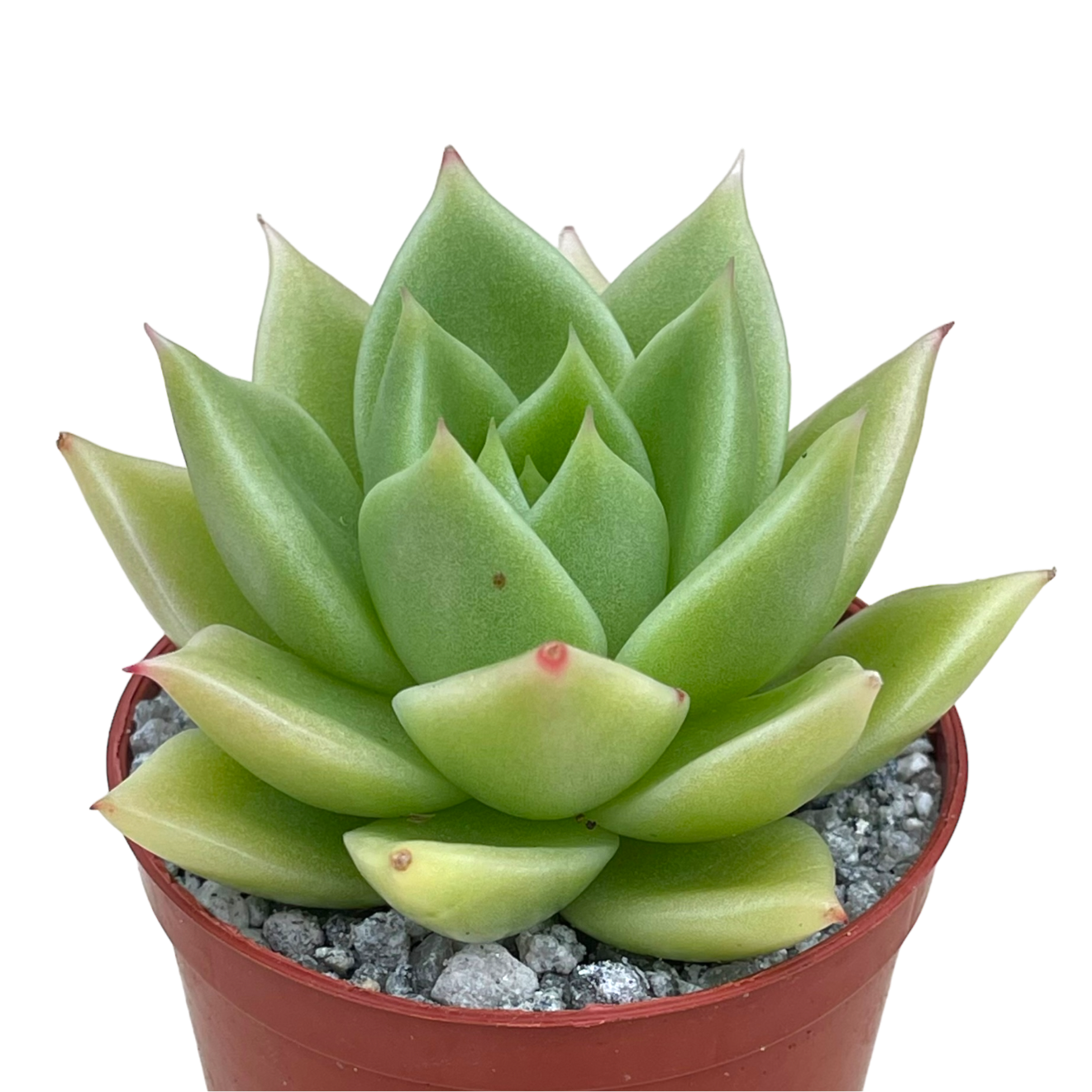Echeveria 'Corymbosa'