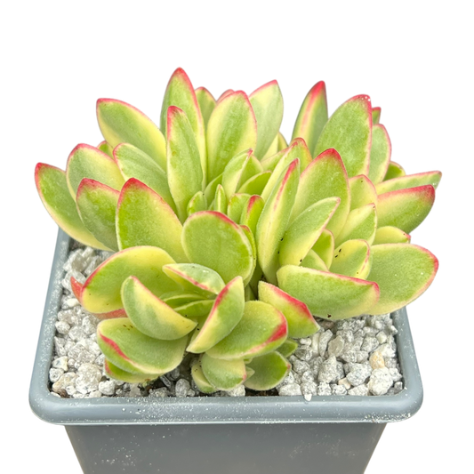 Crassula 'Money Maker' variegata