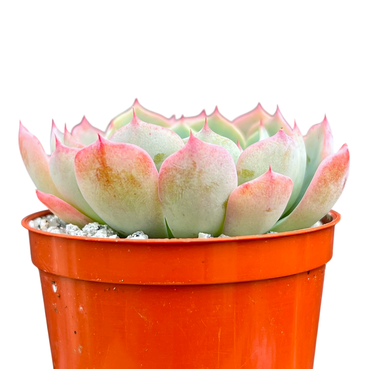 Echeveria 'Sierra'
