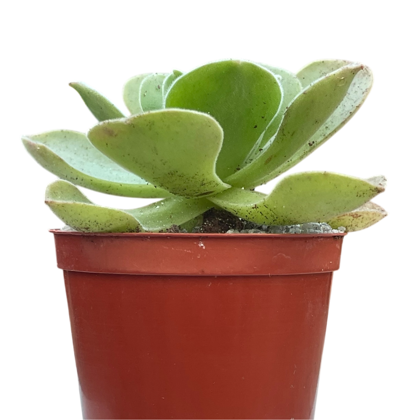 Aeonium longithyrsum