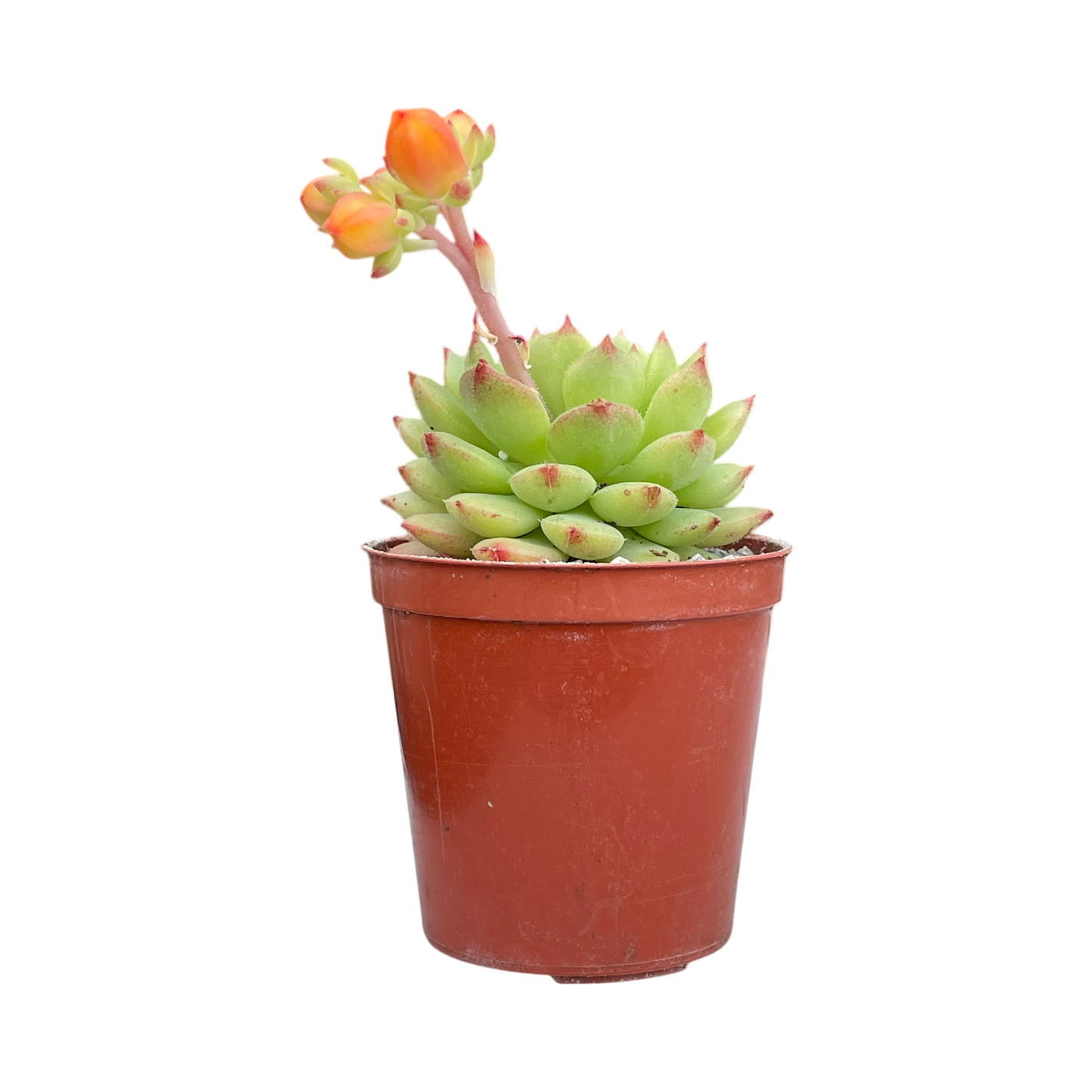 Echeveria derosa 'Worfield Wonder'