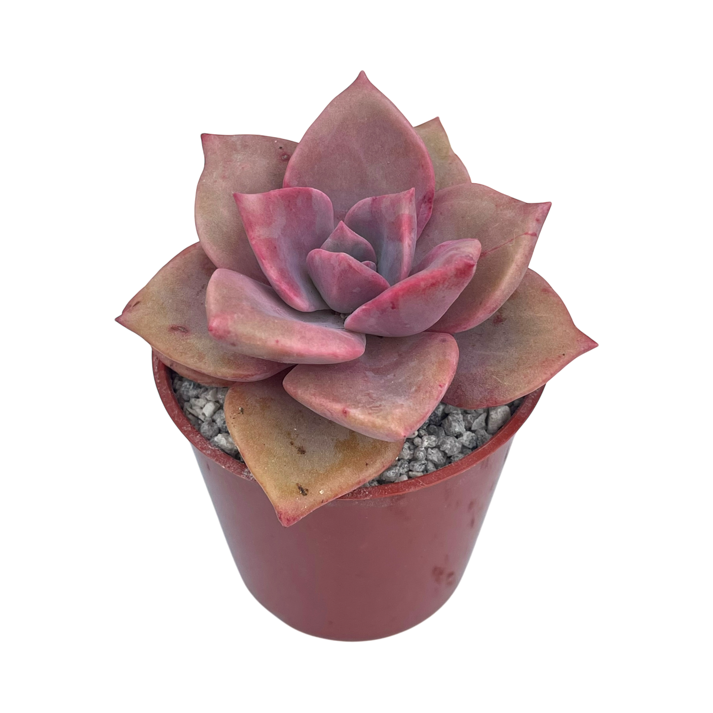 x Graptoveria 'Mrs Richards'