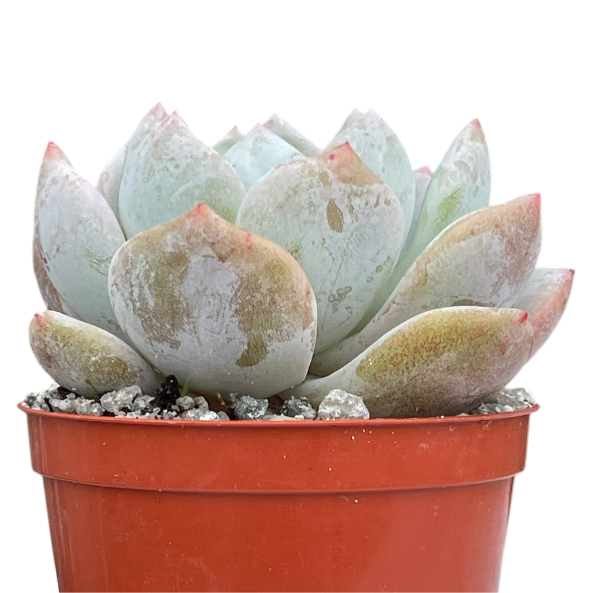 Echeveria 'Monroe'