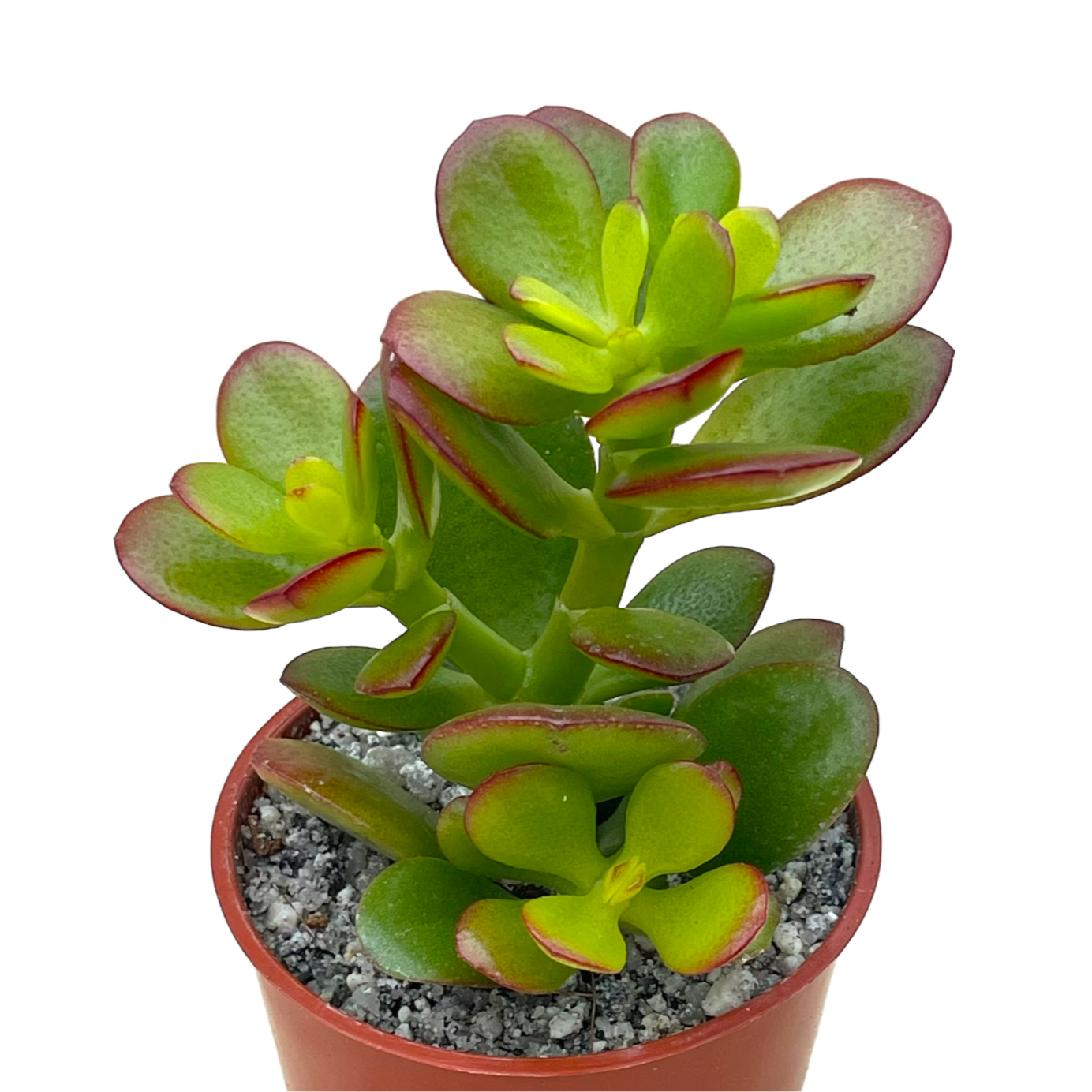 Crassula ovata minima