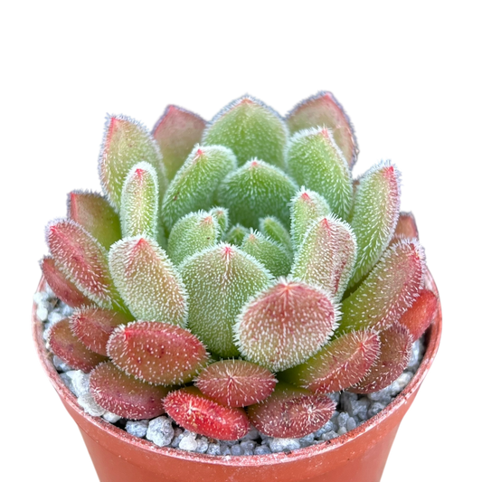 Echeveria 'Debbie'