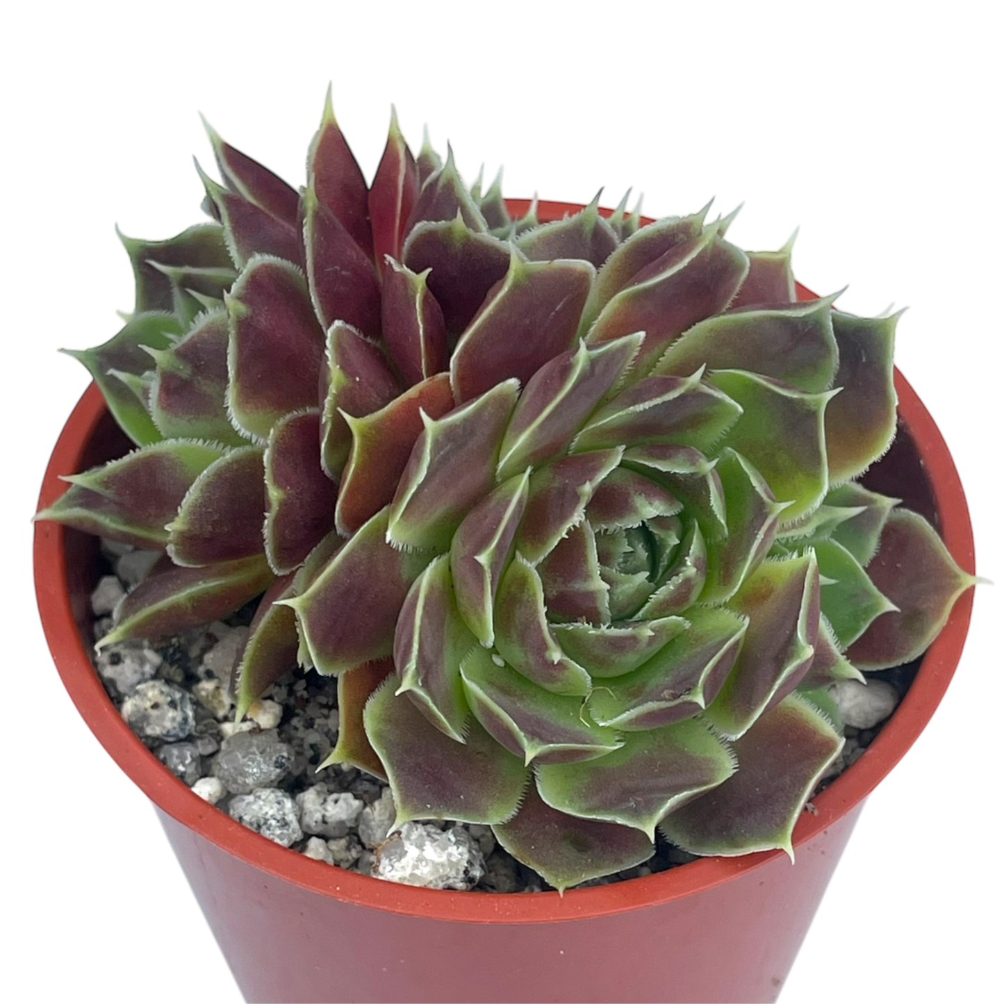 Jovibarba heuffelii 'Angel's Wings'
