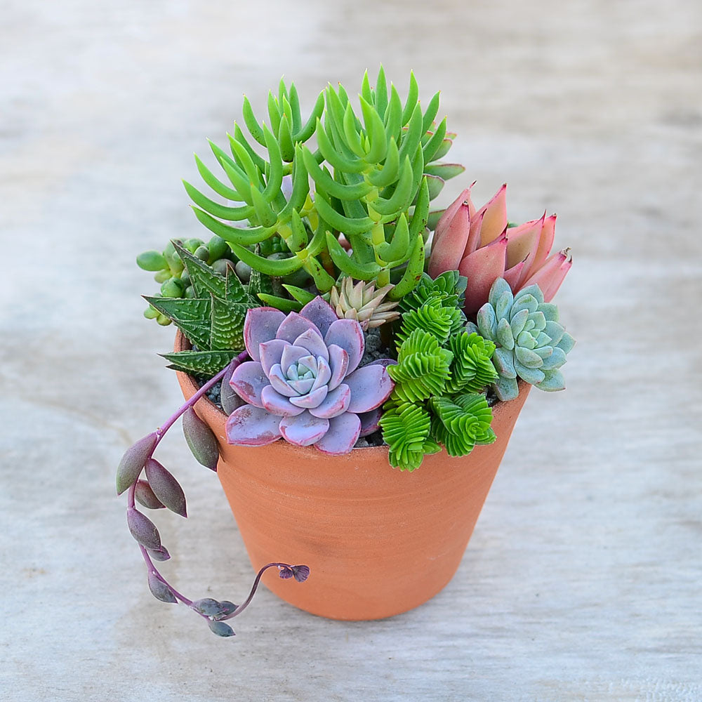 Handmade Cornish Terracotta Pot Kit
