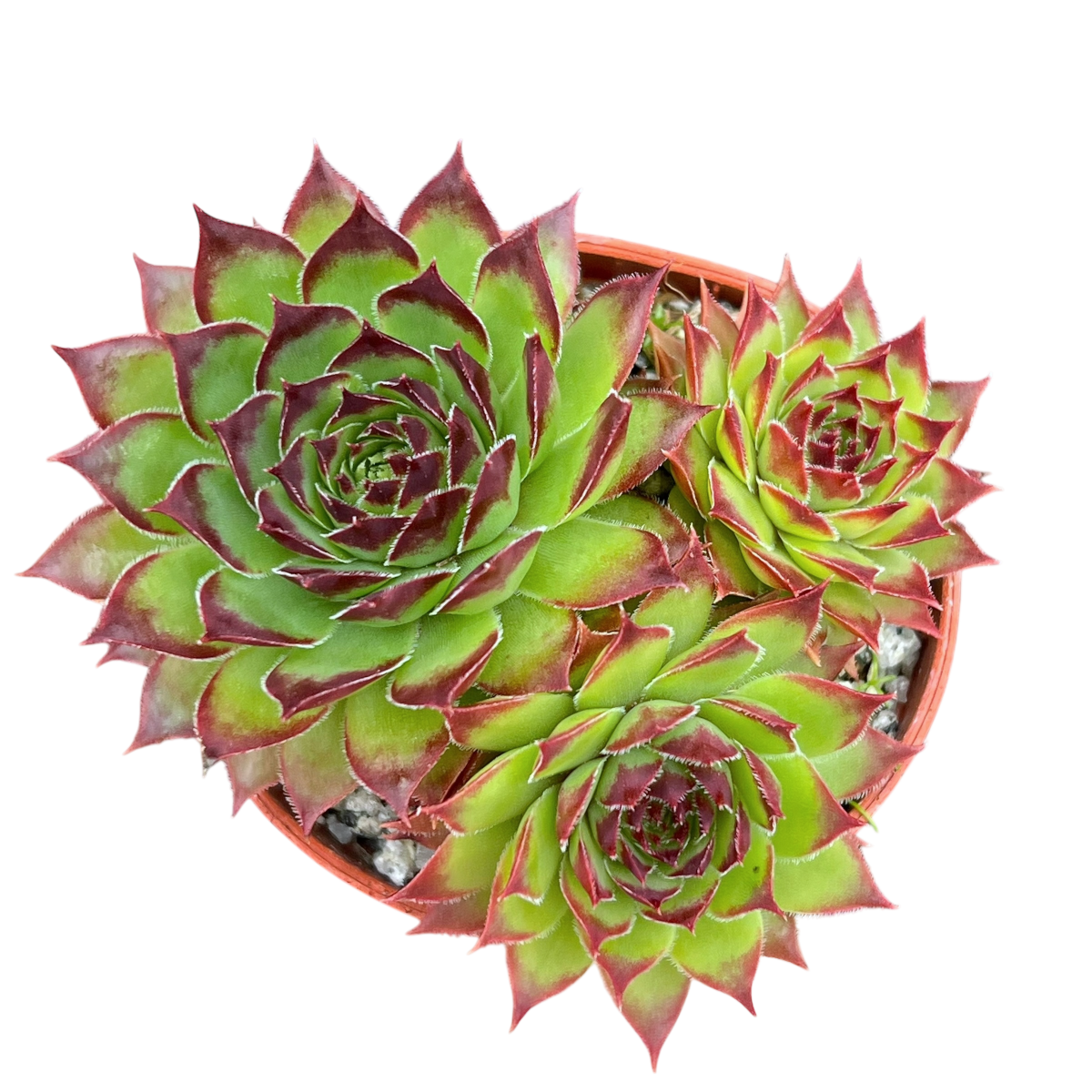 Jovibarba heuffelii 'Tan'