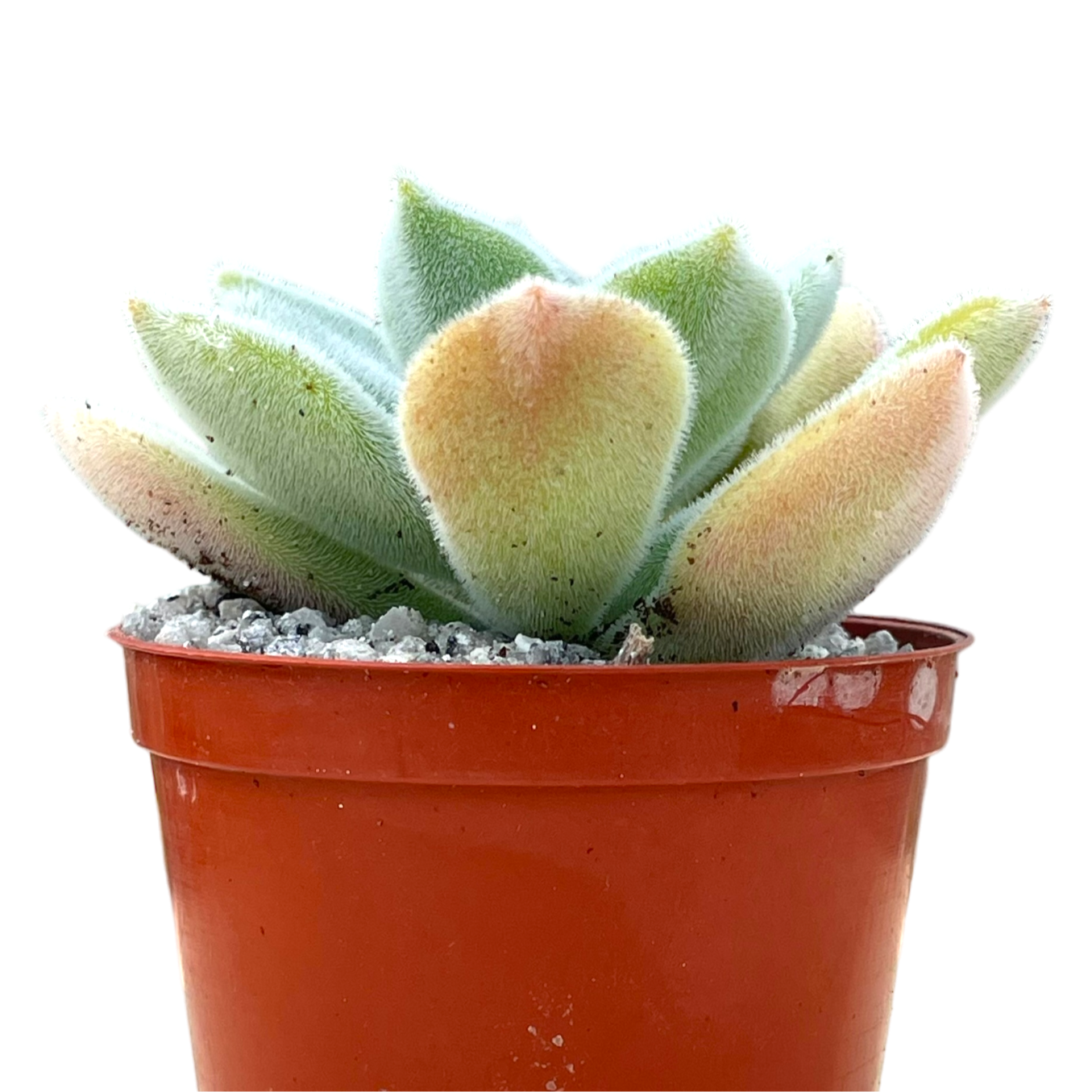 Echeveria pulvinata 'Frosty'