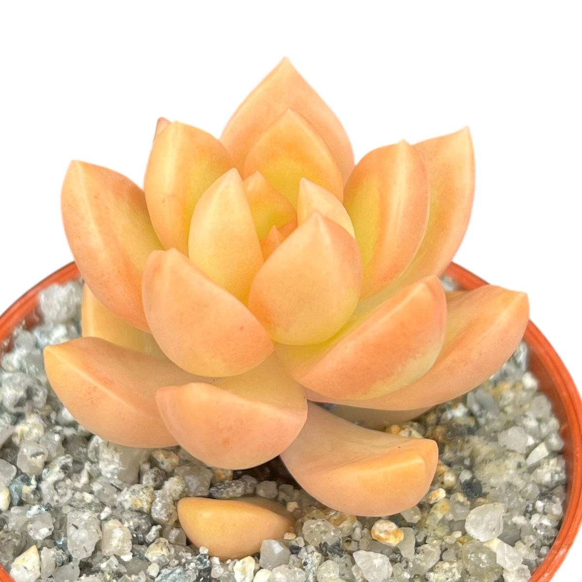 Sedum adolphii
