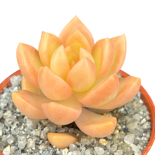Sedum adolphii