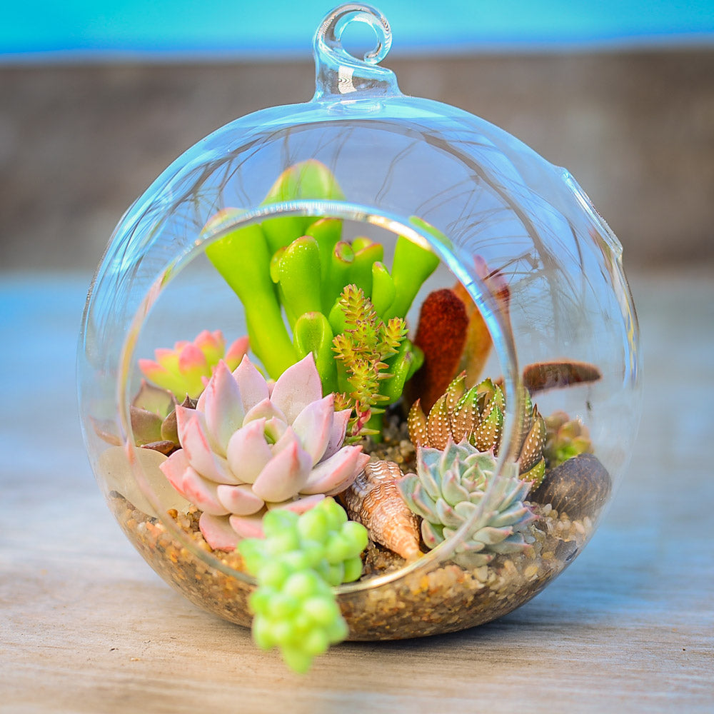 succulent globe terrarium Globe Terrarium Succulent Grow Kit – Surreal Succulents