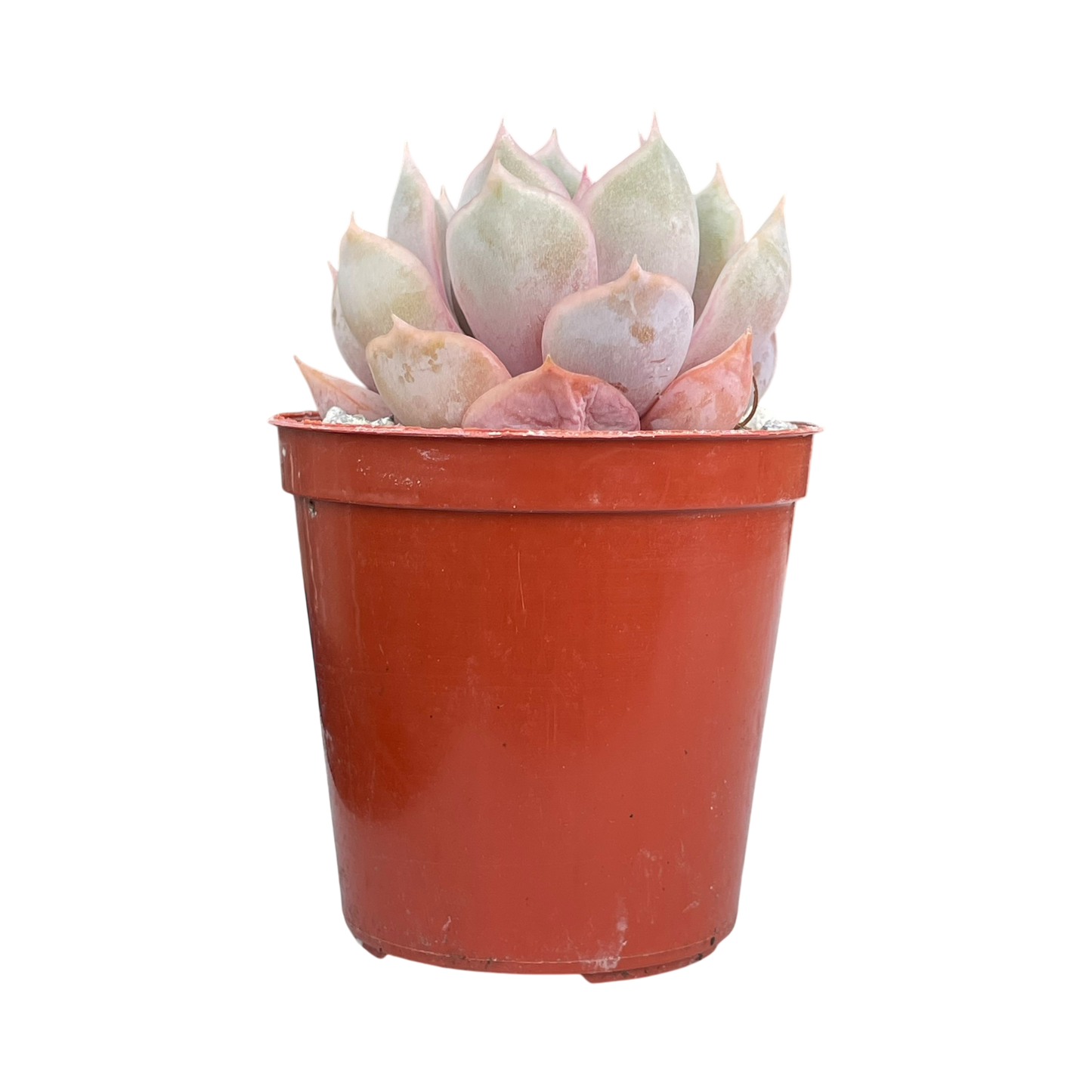 Echeveria 'Orion'