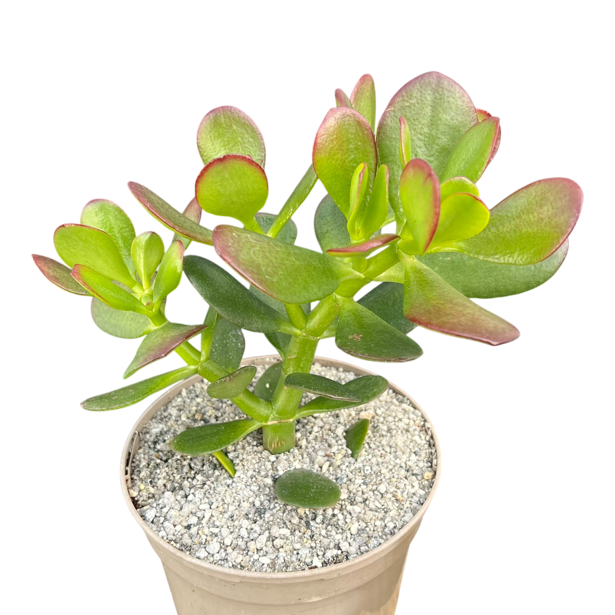 common jade plant Crassula ovata