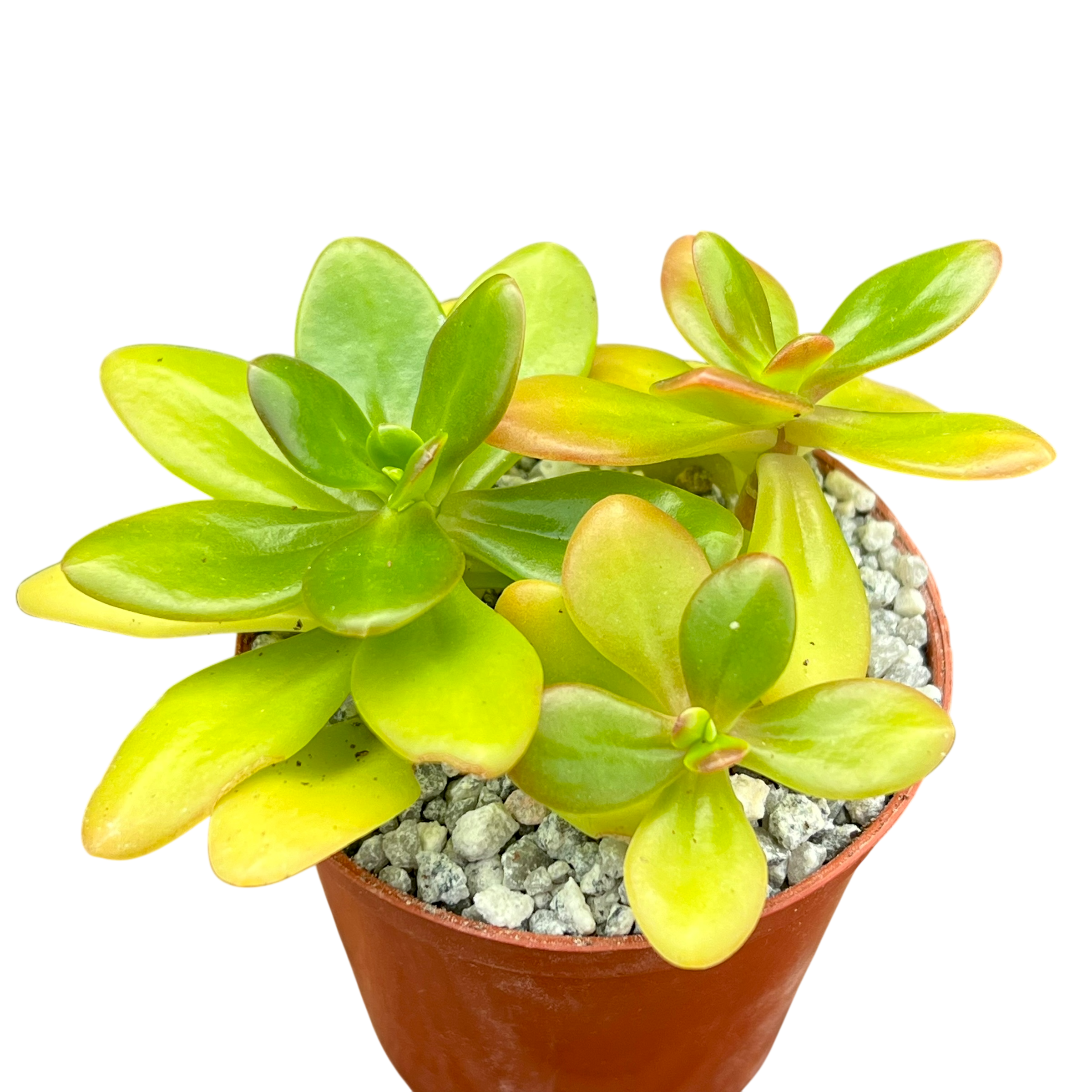 chubby yellow succulent Sedum confusum – Surreal Succulents