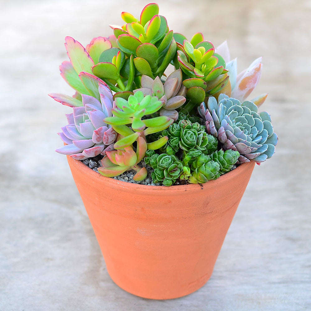 Handmade Cornish Terracotta Pot Kit