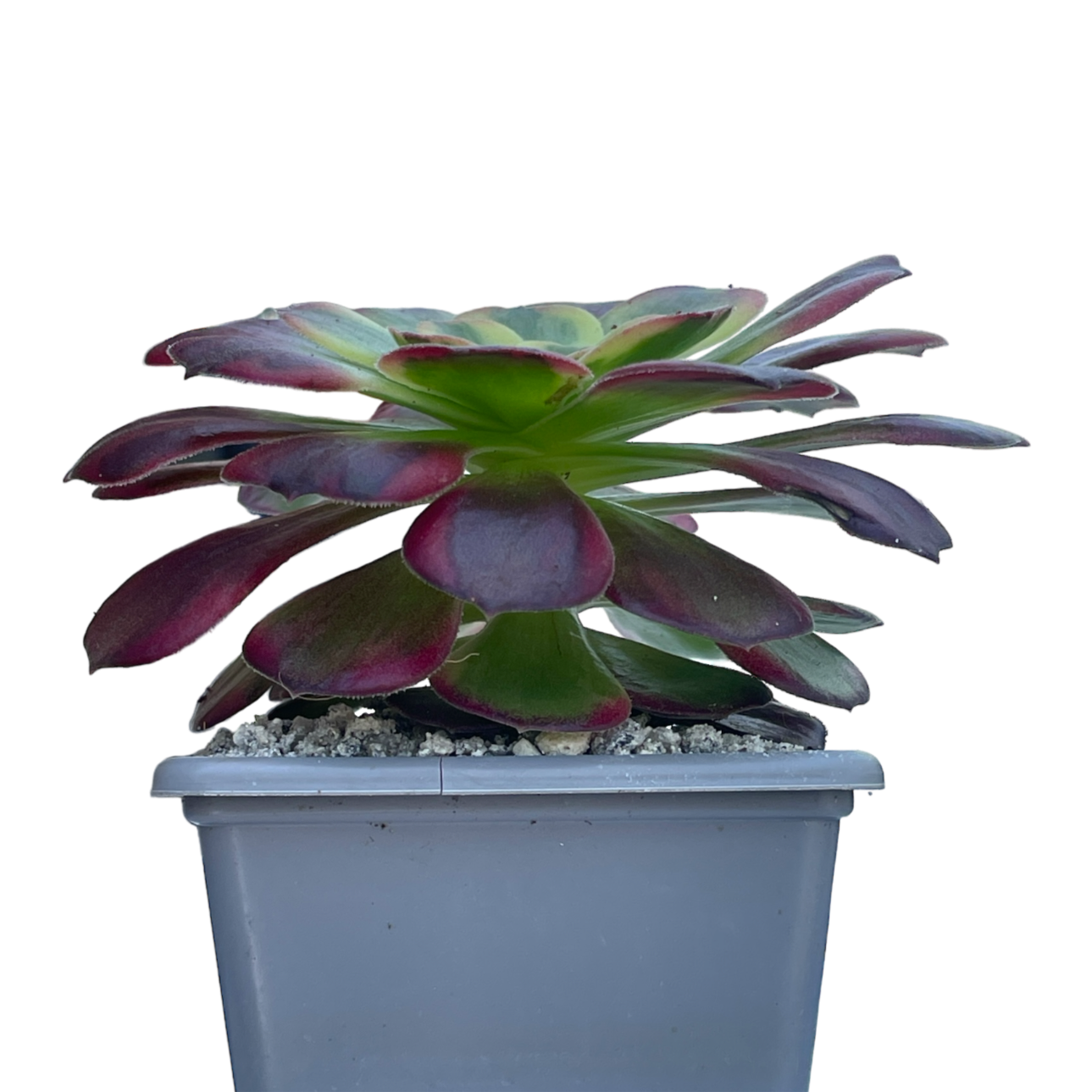 Aeonium 'Halloween' variegata (Form 2)