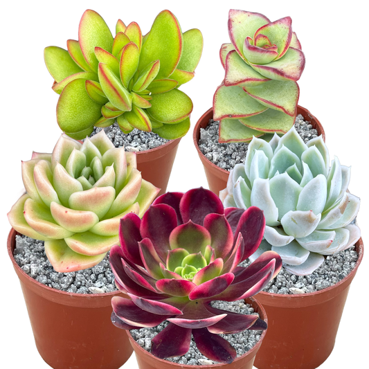 'Crystal Cold' Surreal Bundle