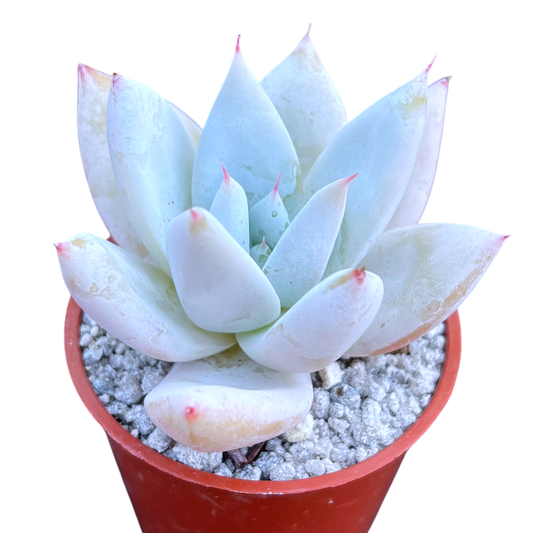 Echeveria 'Mexican Giant'
