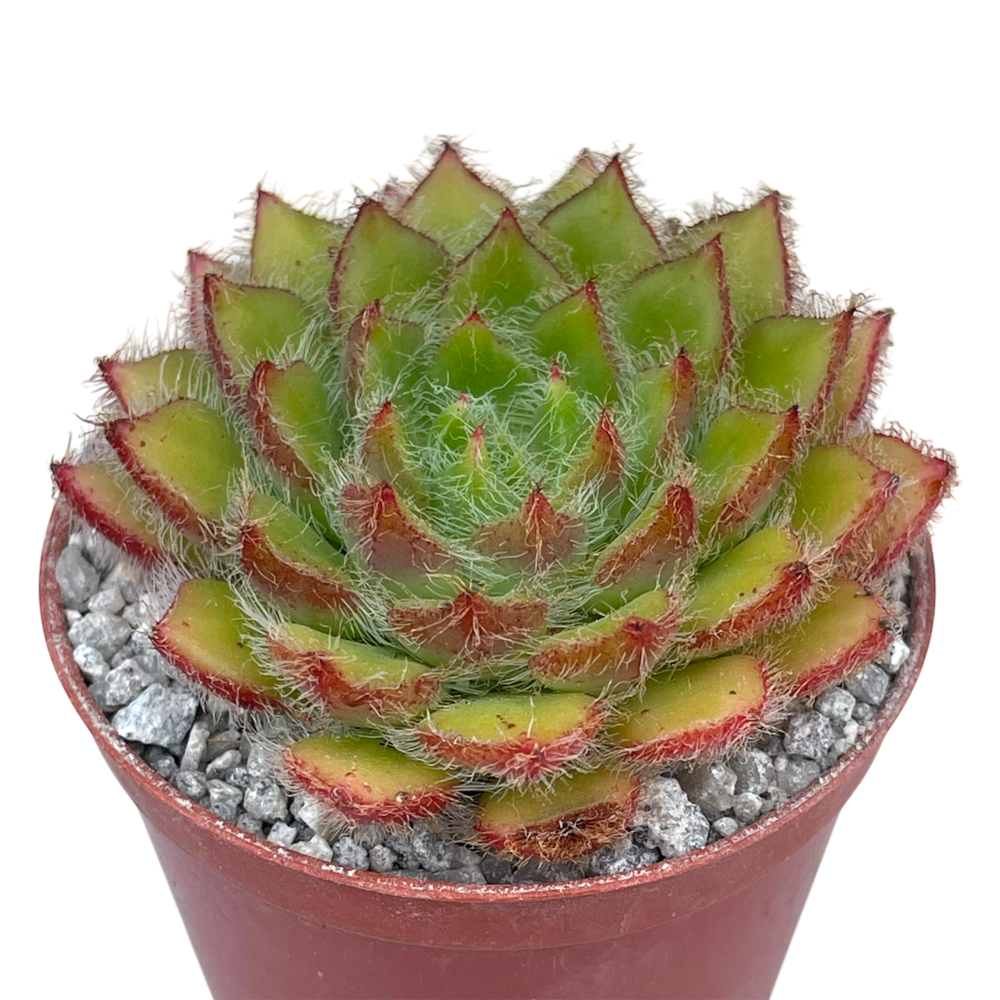 Echeveria 'Eva'