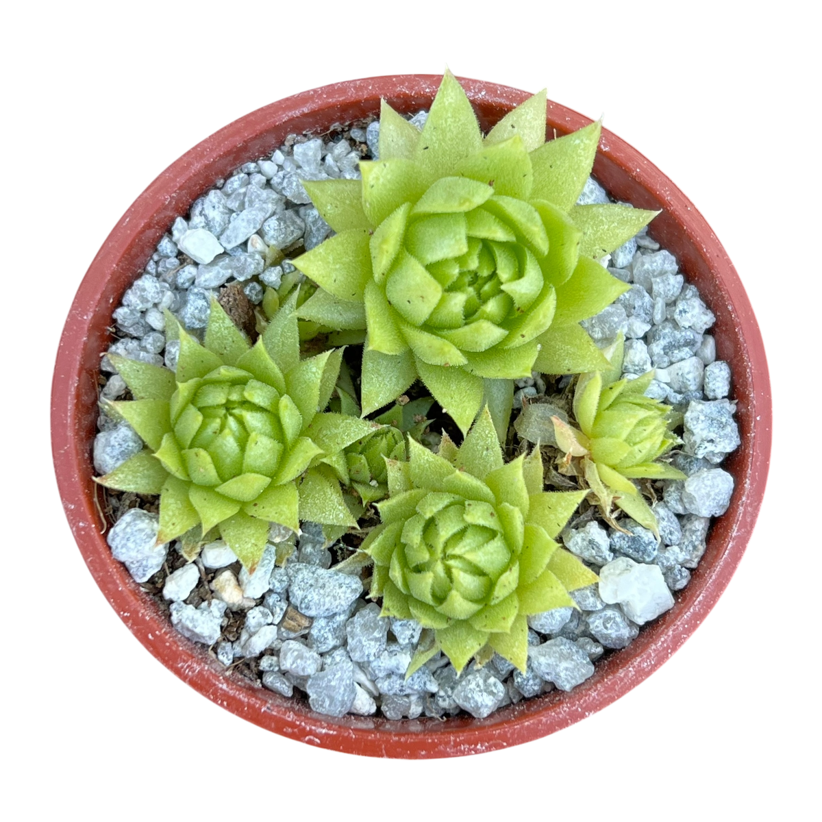 Jovibarba allionii