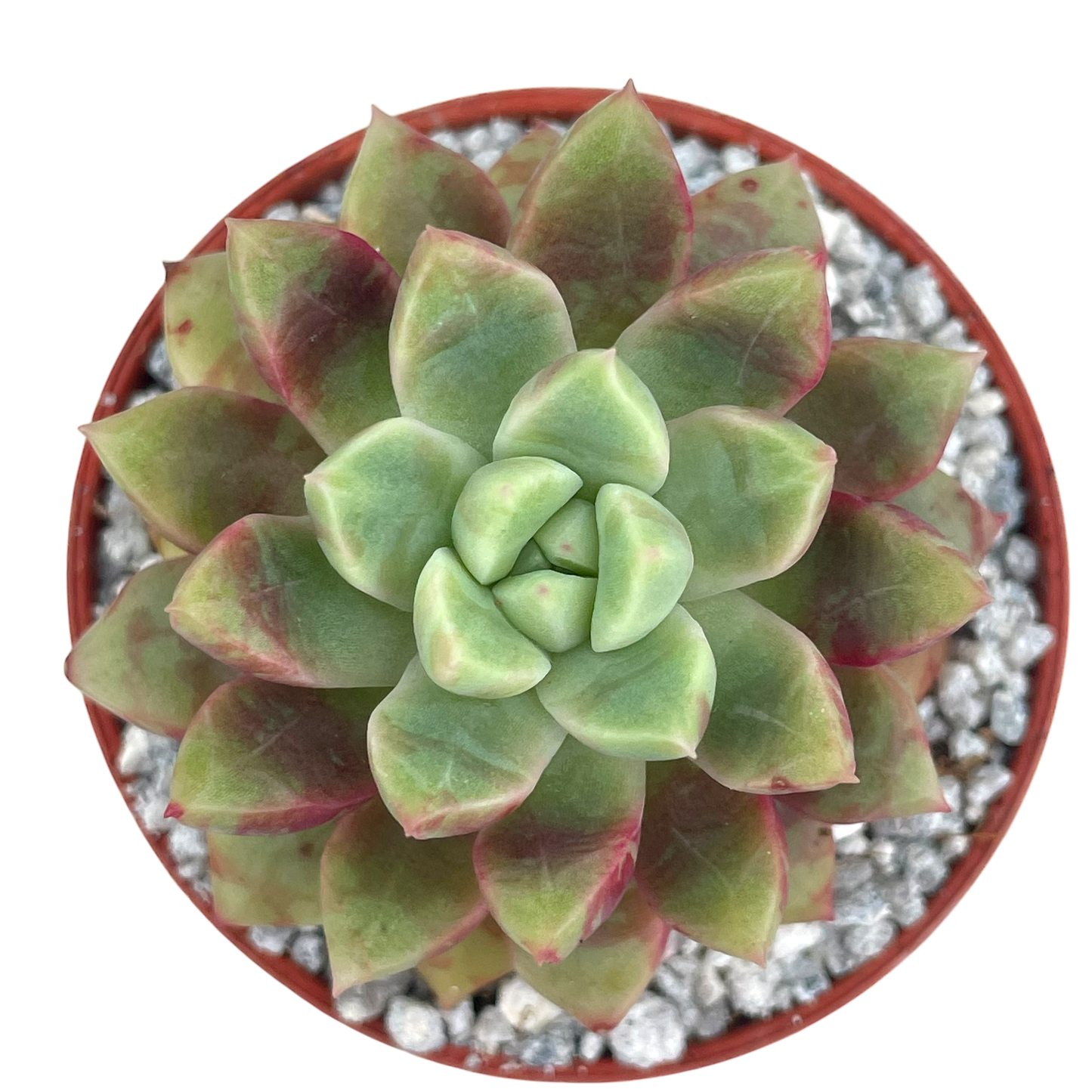 Echeveria 'Echo'