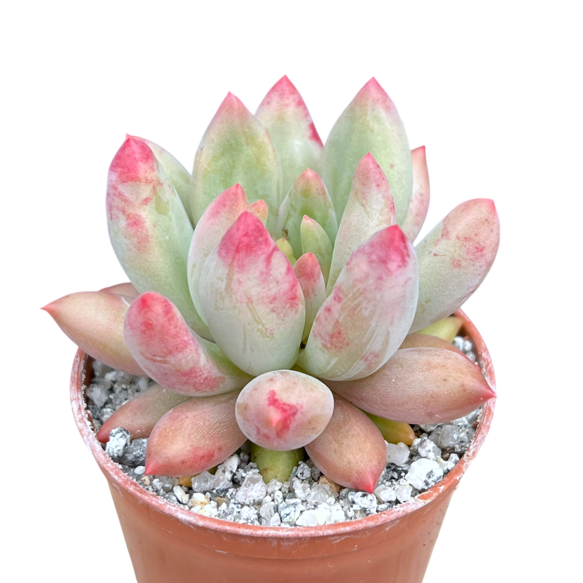 angel kissed succulent x Pachyveria 'Angel's Finger' – Surreal Succulents