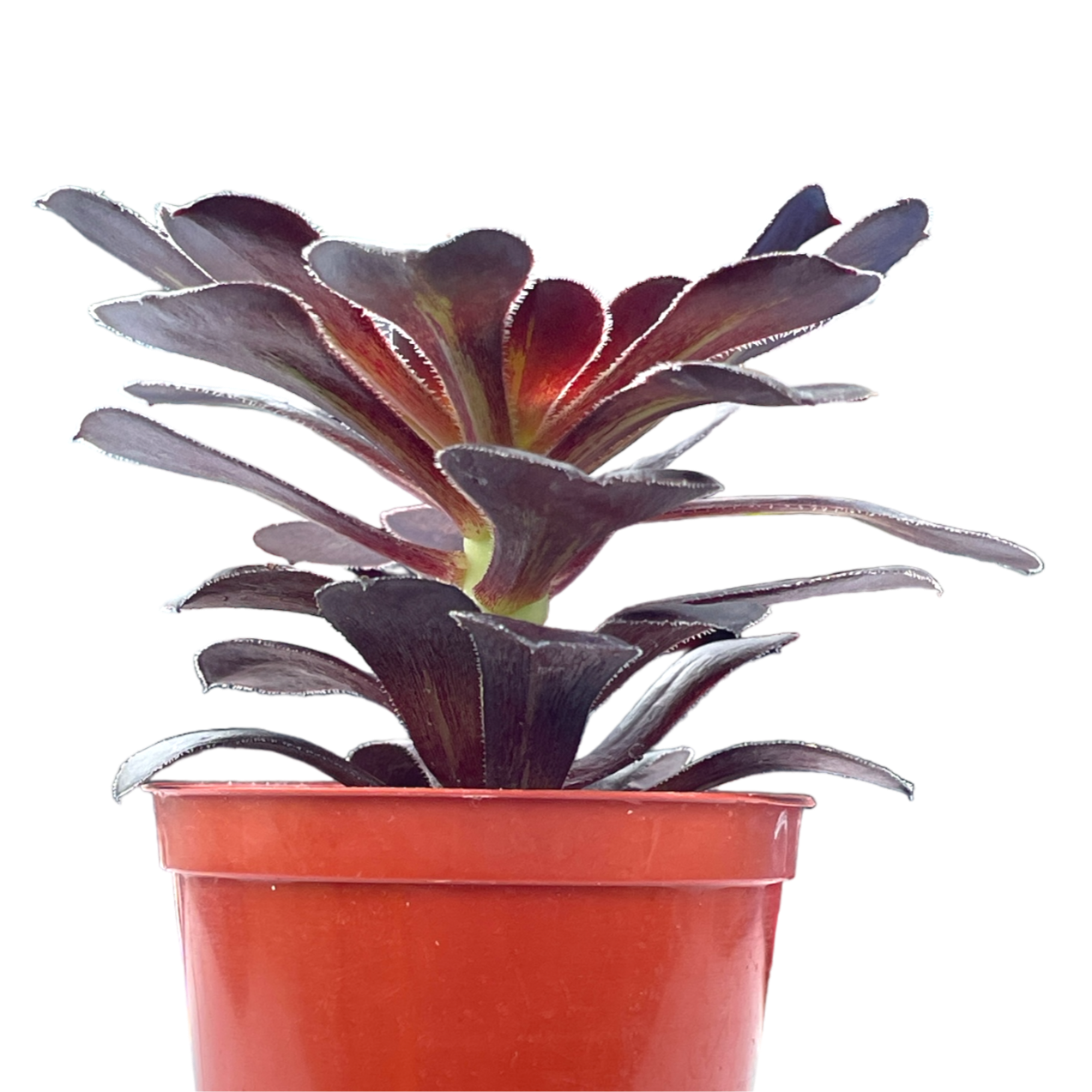Aeonium 'Cashmere Black'