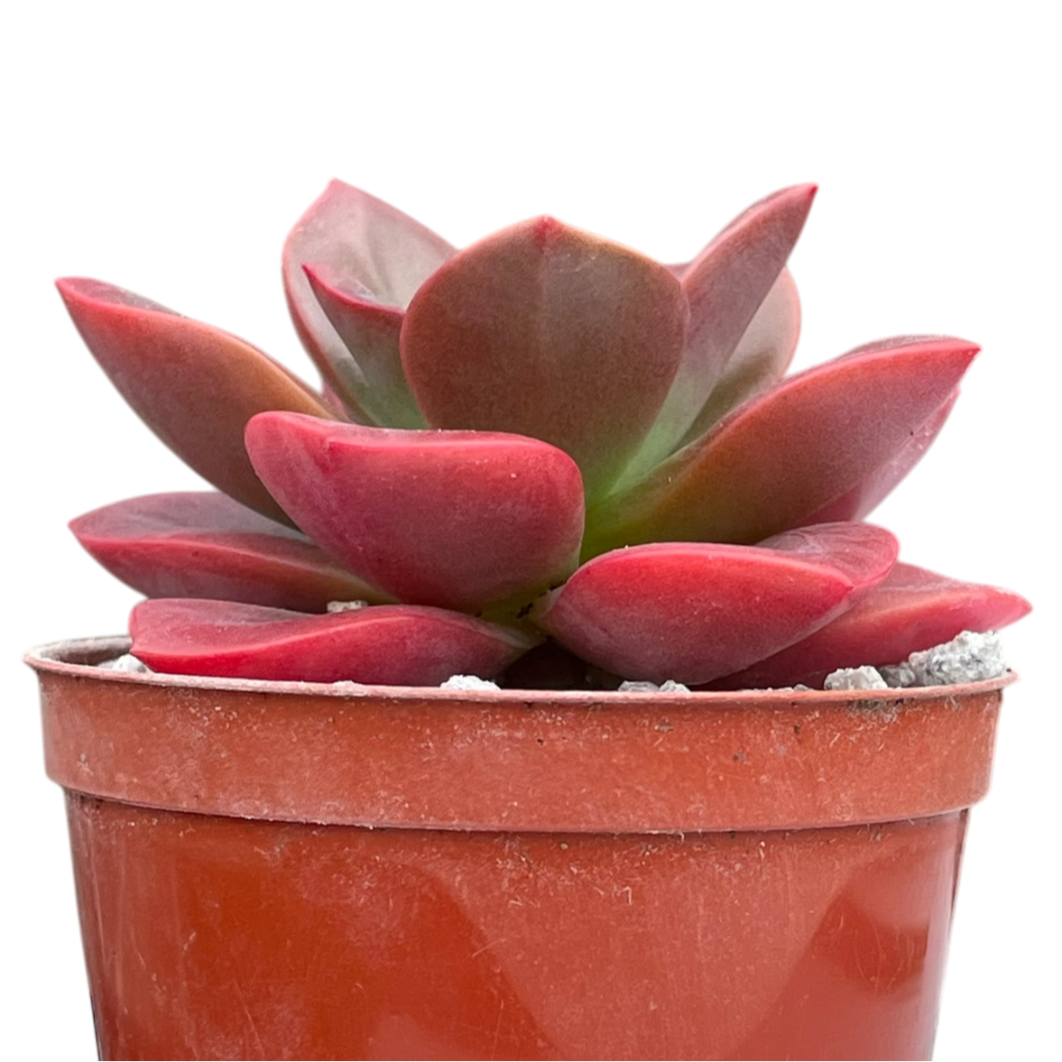 Echeveria 'Chroma'