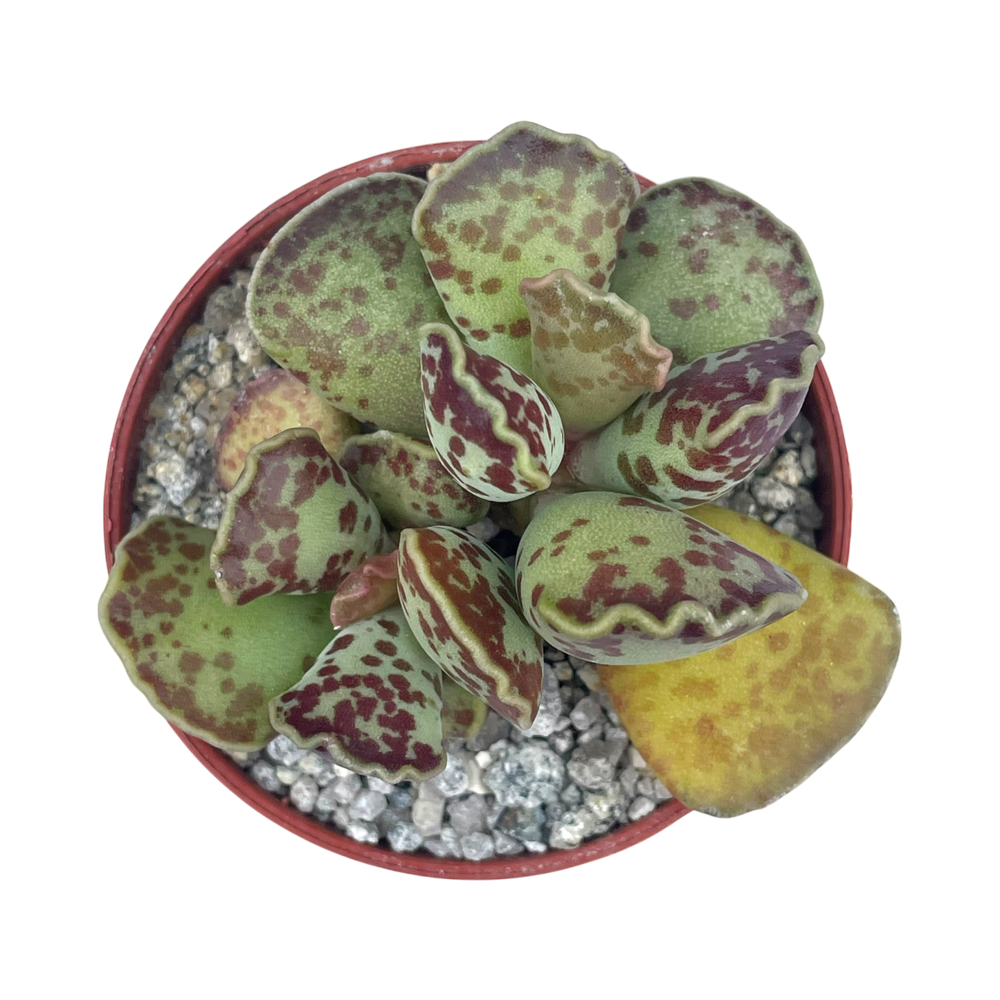 Adromischus cooperi | Plover Eggs Plant
