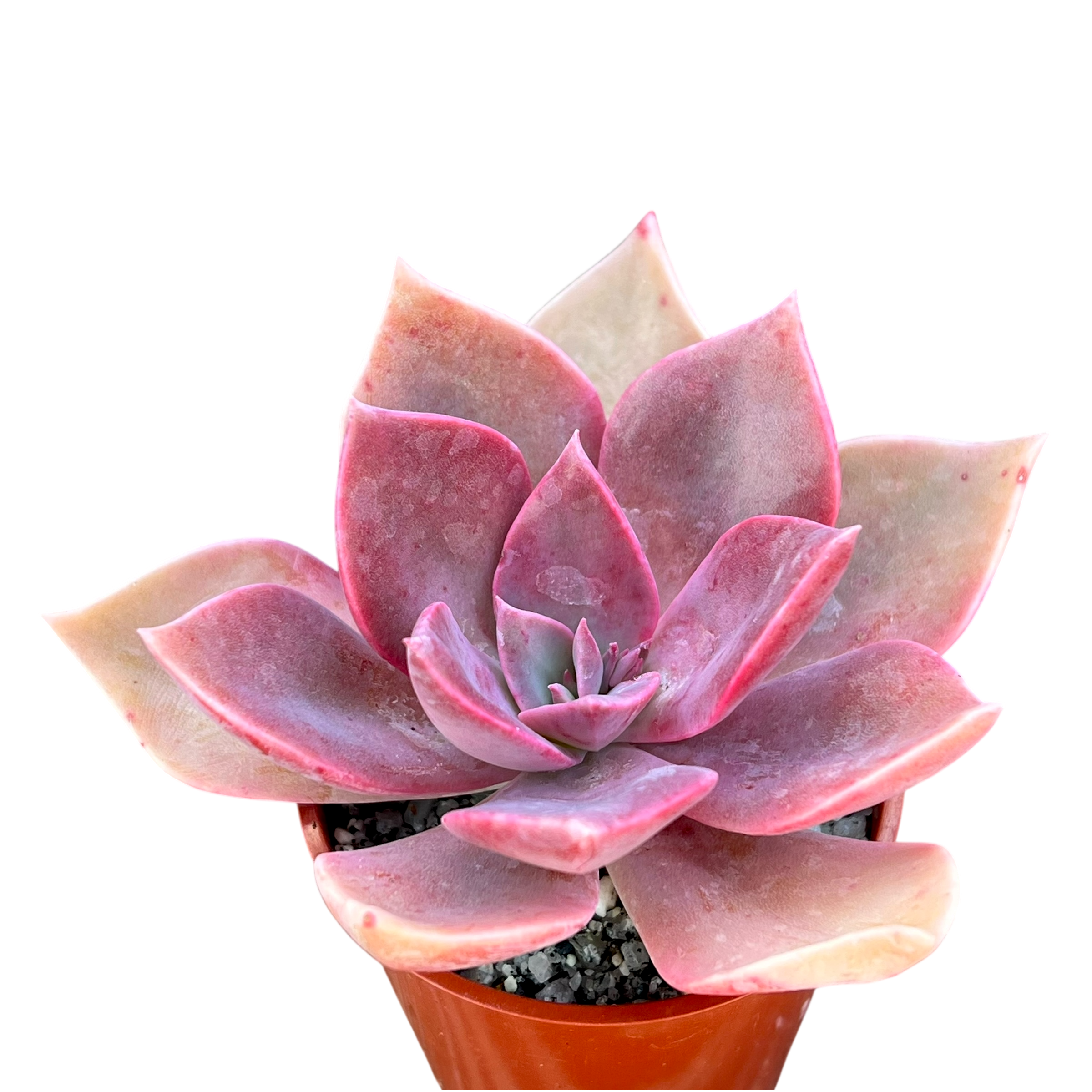 x Graptoveria 'Douglas Huth' – Surreal Succulents