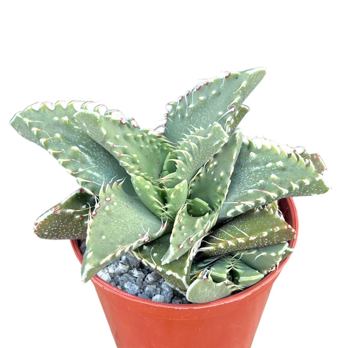 Faucaria tigrina